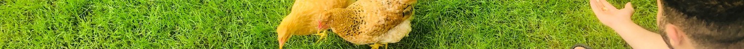 Jugendliche mit Hühnern